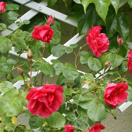Holiday home Cosy With Garden Ponet-et-Saint-Auban